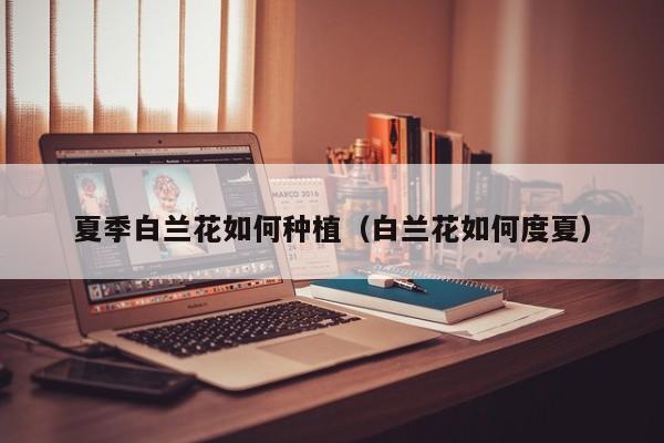 夏季白兰花如何种植(白兰花如何度夏)