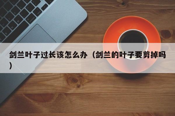 剑兰叶子过长该怎么办(剑兰的叶子要剪掉吗)