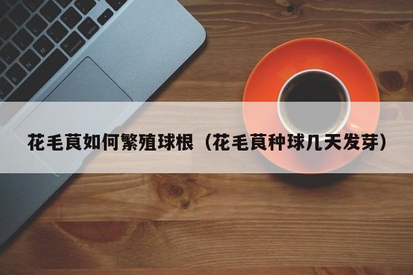 花毛茛如何繁殖球根(花毛茛种球几天发芽)
