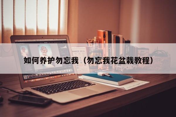 如何养护勿忘我(勿忘我花盆栽教程)