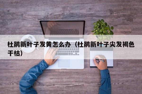 杜鹃新叶子发黄怎么办(杜鹃新叶子尖发褐色干枯)