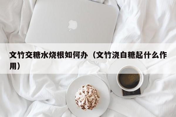 文竹交糖水烧根如何办(文竹浇白糖起什么作用)