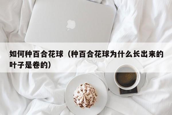 如何种百合花球(种百合花球为什么长出来的叶子是卷的)