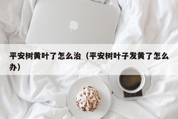 平安树黄叶了怎么治(平安树叶子发黄了怎么办)