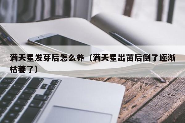 满天星发芽后怎么养(满天星出苗后倒了逐渐枯萎了)