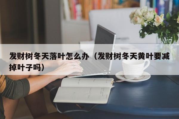 发财树冬天落叶怎么办(发财树冬天黄叶要减掉叶子吗)