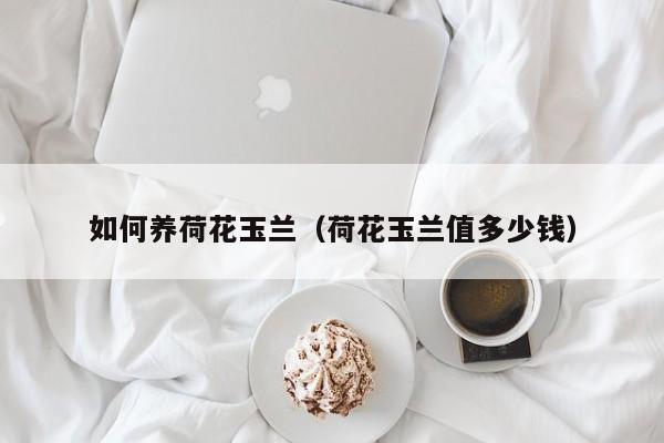 如何养荷花玉兰(荷花玉兰值多少钱)