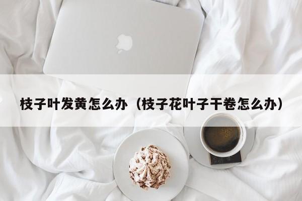 枝子叶发黄怎么办(枝子花叶子干卷怎么办)