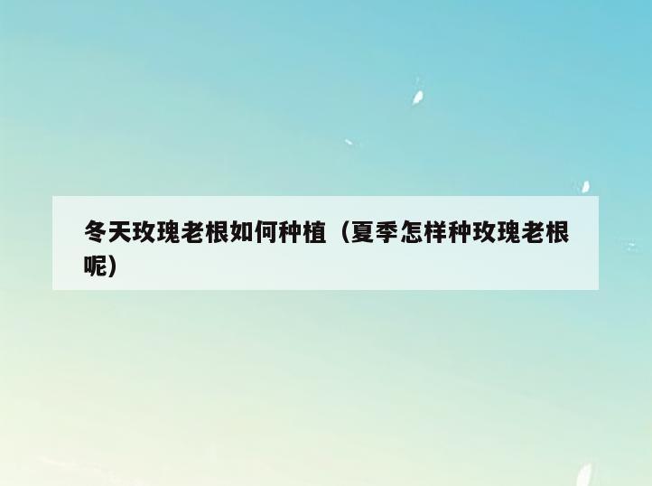 冬天玫瑰老根如何种植(夏季怎样种玫瑰老根呢)