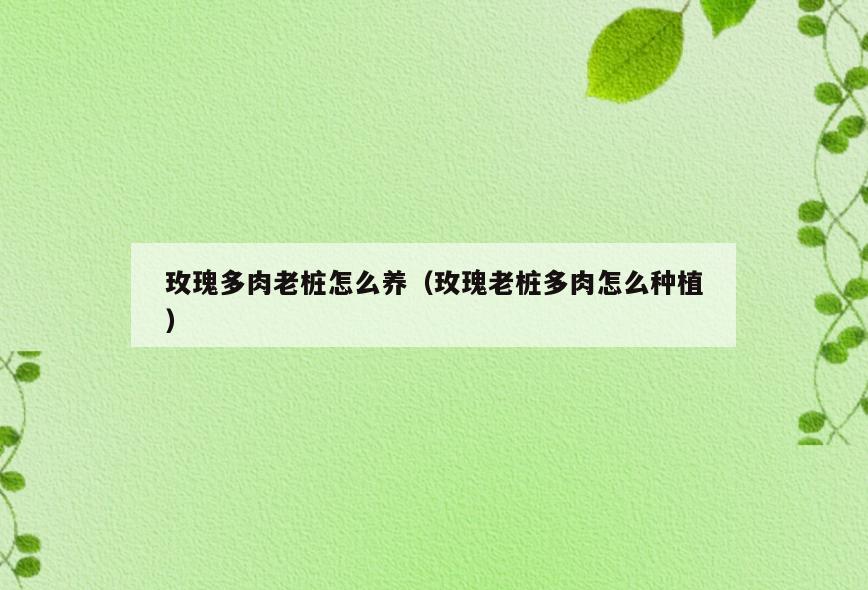 玫瑰多肉老桩怎么养(玫瑰老桩多肉怎么种植)