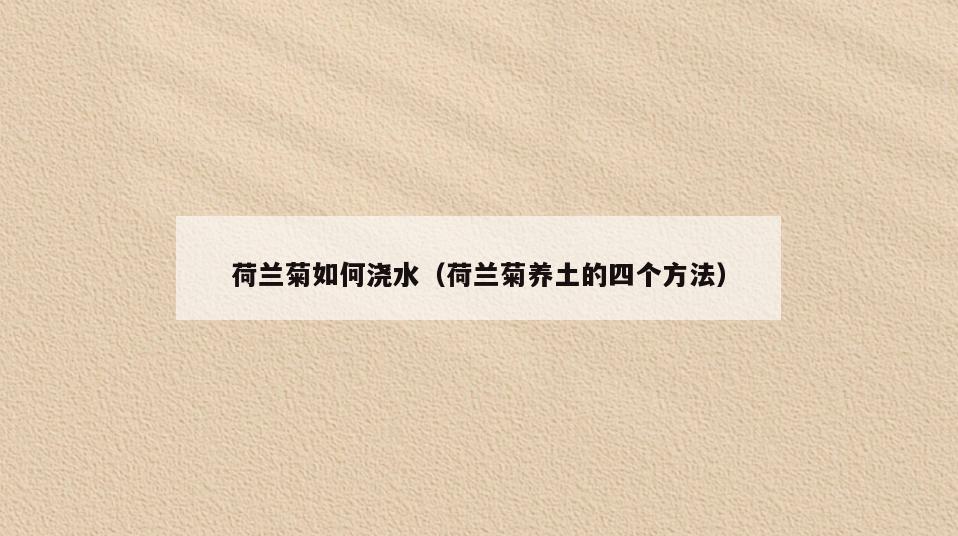 荷兰菊如何浇水(荷兰菊养土的四个方法)