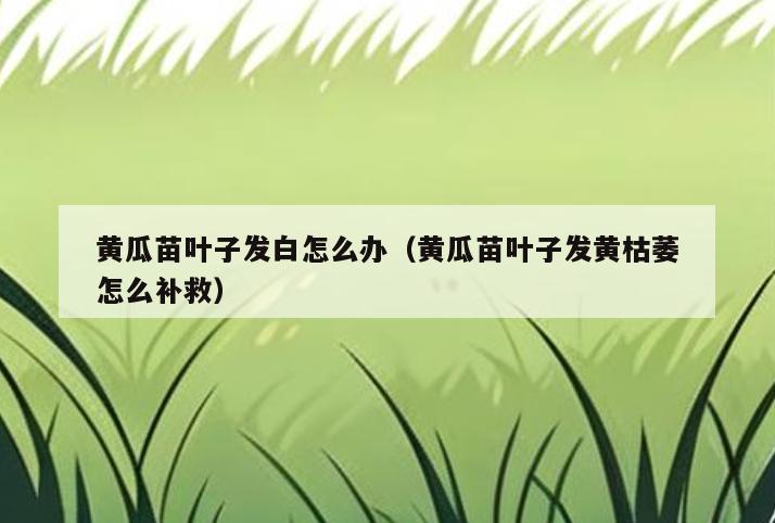 黄瓜苗叶子发白怎么办(黄瓜苗叶子发黄枯萎怎么补救)