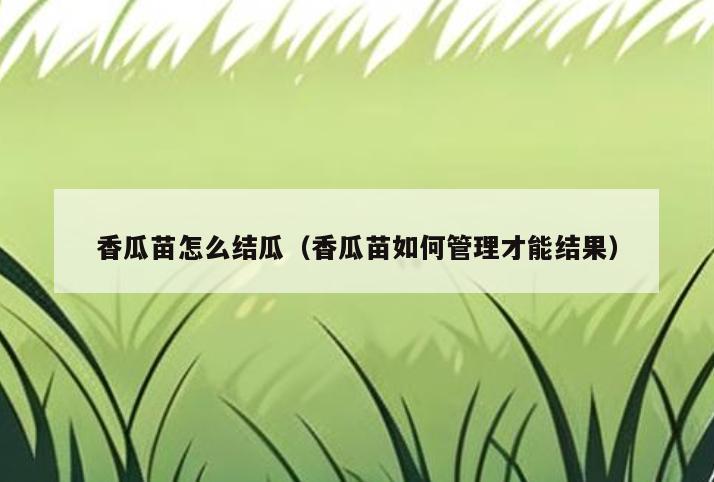 香瓜苗怎么结瓜(香瓜苗如何管理才能结果)