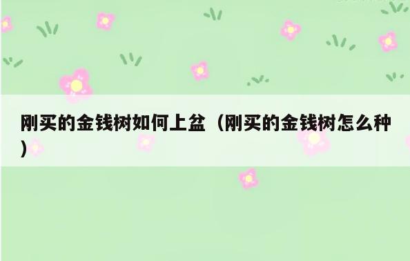 刚买的金钱树如何上盆(刚买的金钱树怎么种)