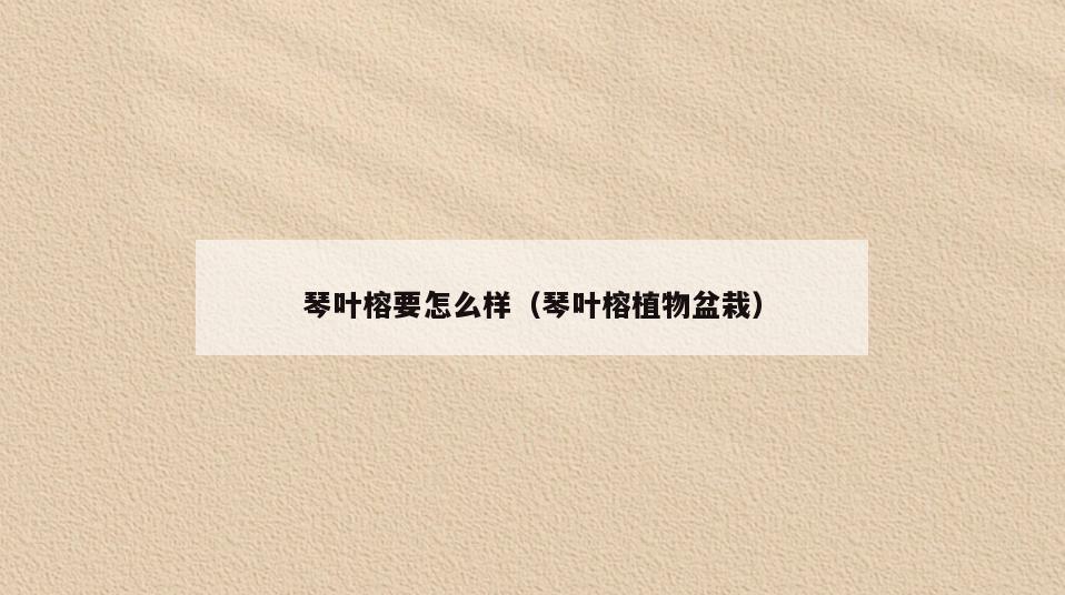 琴叶榕要怎么样(琴叶榕植物盆栽)
