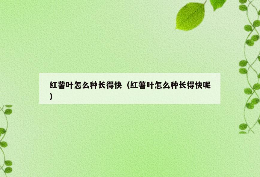 红薯叶怎么种长得快(红薯叶怎么种长得快呢)