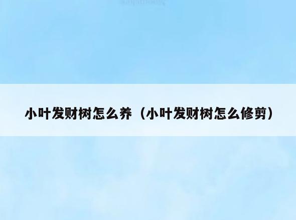 小叶发财树怎么养(小叶发财树怎么修剪)