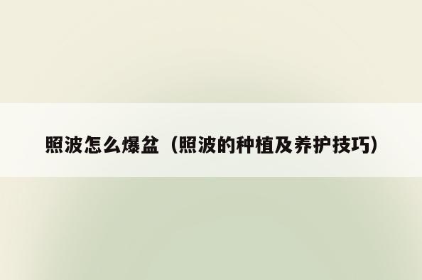 照波怎么爆盆(照波的种植及养护技巧)