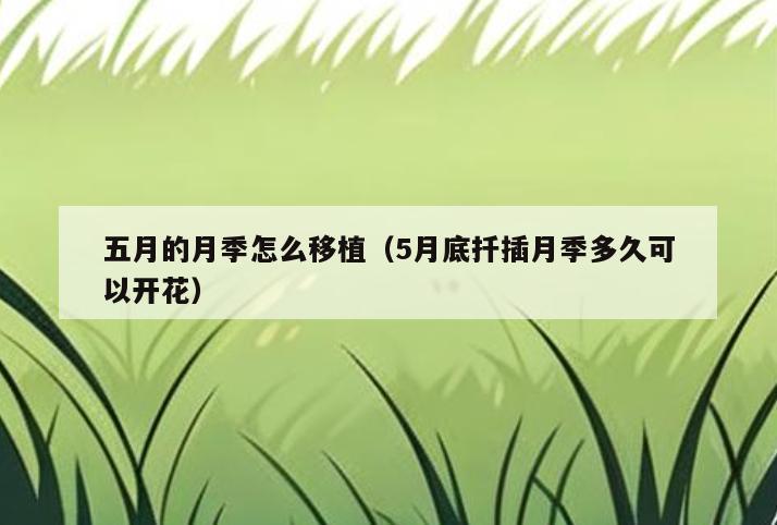 五月的月季怎么移植(5月底扦插月季多久可以开花)