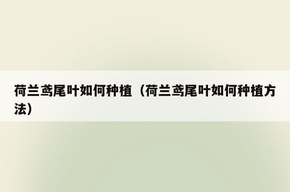 荷兰鸢尾叶如何种植(荷兰鸢尾叶如何种植方法)