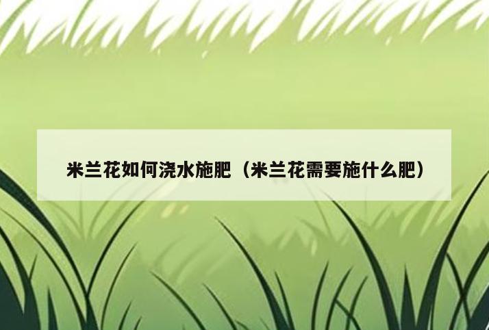 米兰花如何浇水施肥(米兰花需要施什么肥)