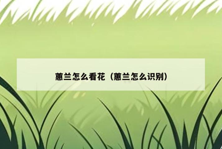 蕙兰怎么看花(蕙兰怎么识别)