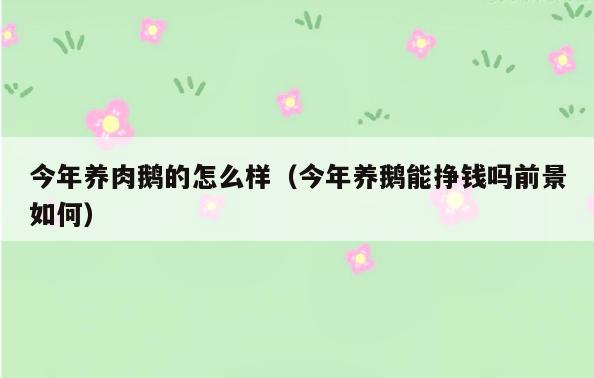 今年养肉鹅的怎么样(今年养鹅能挣钱吗前景如何)