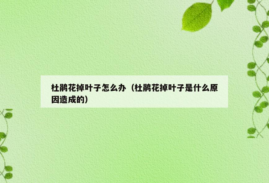 杜鹃花掉叶子怎么办(杜鹃花掉叶子是什么原因造成的)