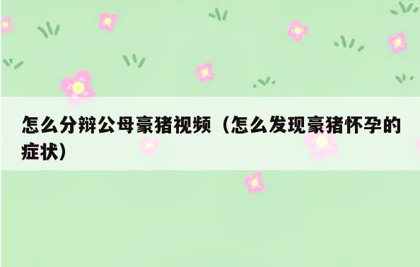 怎么分辩公母豪猪视频(怎么发现豪猪怀孕的症状)