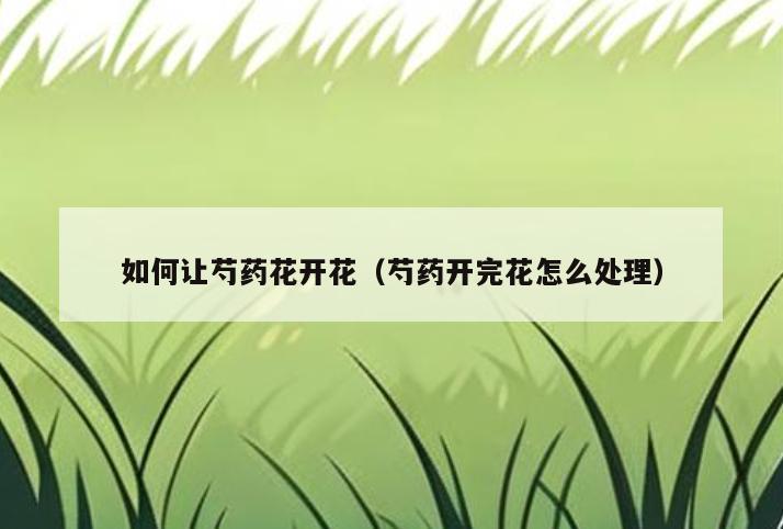如何让芍药花开花(芍药开完花怎么处理)