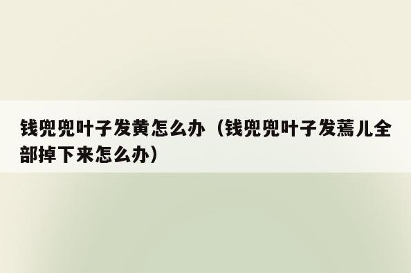 钱兜兜叶子发黄怎么办(钱兜兜叶子发蔫儿全部掉下来怎么办)