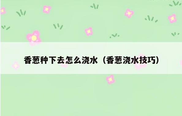 香葱种下去怎么浇水(香葱浇水技巧)
