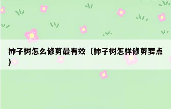 柿子树怎么修剪最有效(柿子树怎样修剪要点)