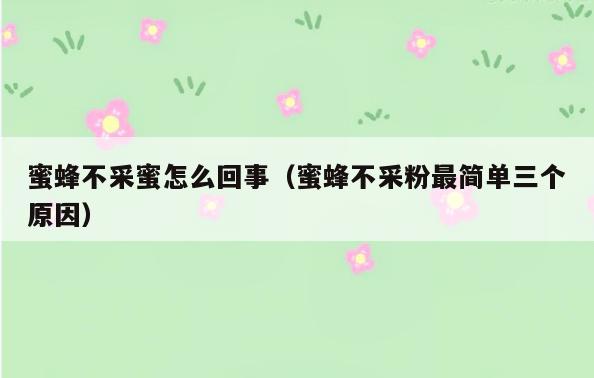 蜜蜂不采蜜怎么回事(蜜蜂不采粉最简单三个原因)