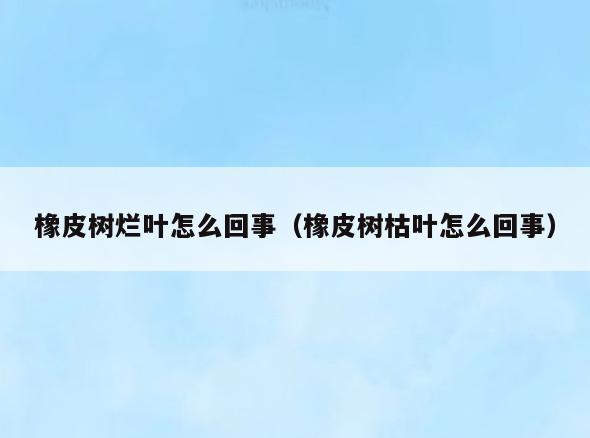 橡皮树烂叶怎么回事(橡皮树枯叶怎么回事)