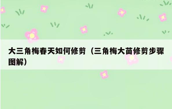 大三角梅春天如何修剪(三角梅大苗修剪步骤图解)