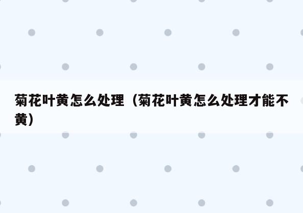 菊花叶黄怎么处理(菊花叶黄怎么处理才能不黄)