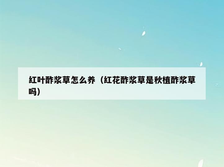 红叶酢浆草怎么养(红花酢浆草是秋植酢浆草吗)