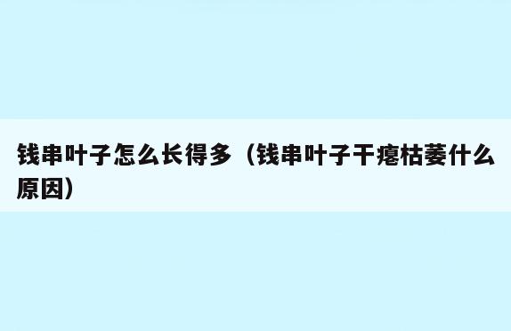 钱串叶子怎么长得多(钱串叶子干瘪枯萎什么原因)