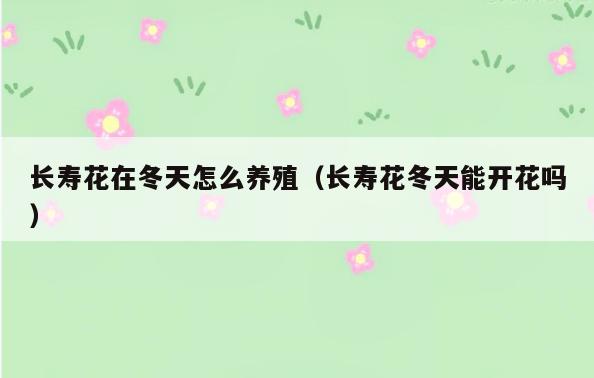 长寿花在冬天怎么养殖(长寿花冬天能开花吗)