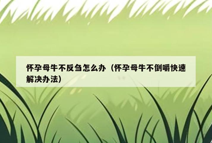 怀孕母牛不反刍怎么办(怀孕母牛不倒嚼快速解决办法)