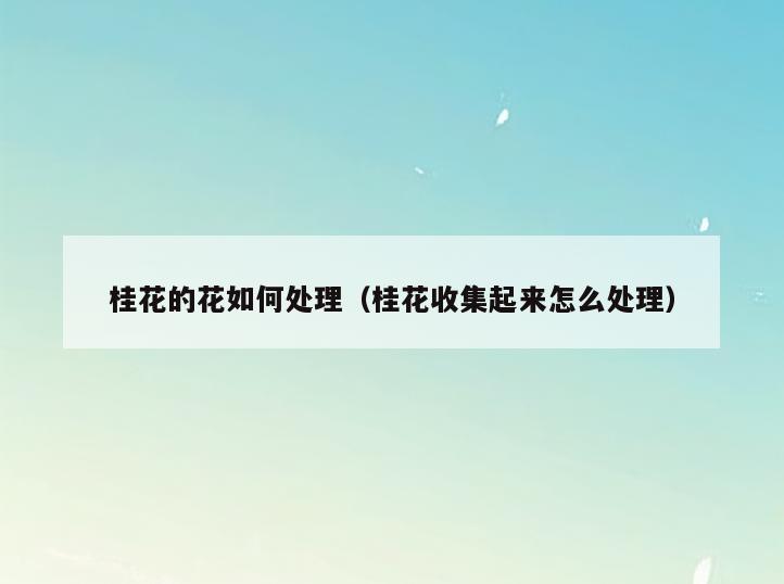 桂花的花如何处理(桂花收集起来怎么处理)