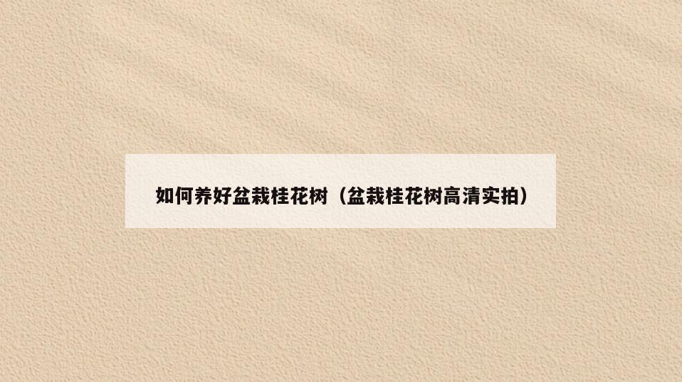 如何养好盆栽桂花树(盆栽桂花树高清实拍)