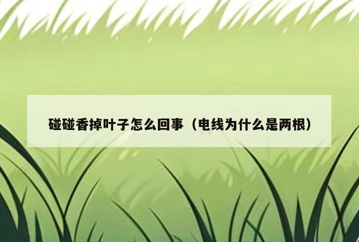 碰碰香掉叶子怎么回事(电线为什么是两根)