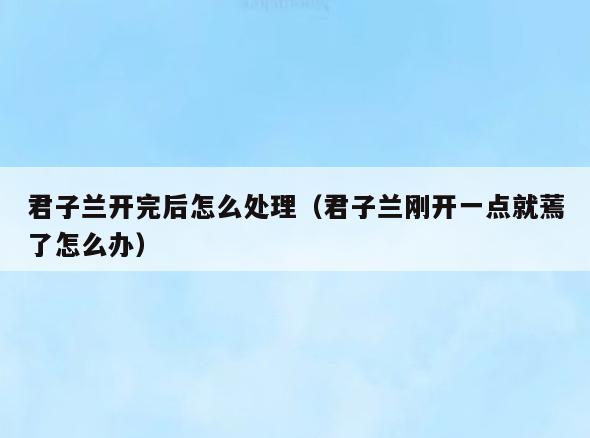 君子兰开完后怎么处理(君子兰刚开一点就蔫了怎么办)