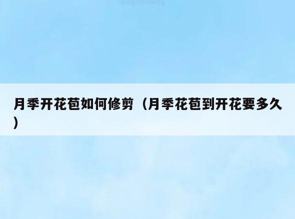 月季开花苞如何修剪(月季花苞到开花要多久)