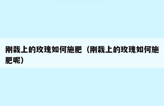 刚栽上的玫瑰如何施肥(刚栽上的玫瑰如何施肥呢)