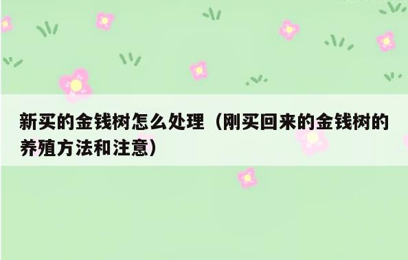 新买的金钱树怎么处理(刚买回来的金钱树的养殖方法和注意)