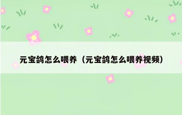 元宝鸽怎么喂养(元宝鸽怎么喂养视频)