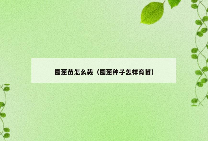 圆葱苗怎么栽(圆葱种子怎样育苗)